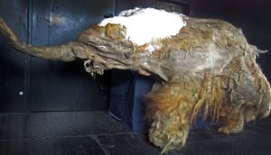 28,000-Year Old Woolly Mammoth Cells Briefly Reactivated by Scientists