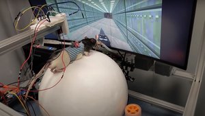 Experiment Proves You Can Teach Rats To Play DOOM II Using VR