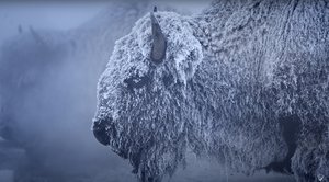 Frozen Majesty: Stunning Footage of Bison and Wildlife in Yellowstone’s Winter