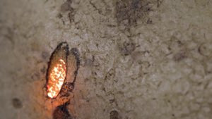 Watch A Man Go To Incredible Lengths To Make Potato Chips Using A Laser